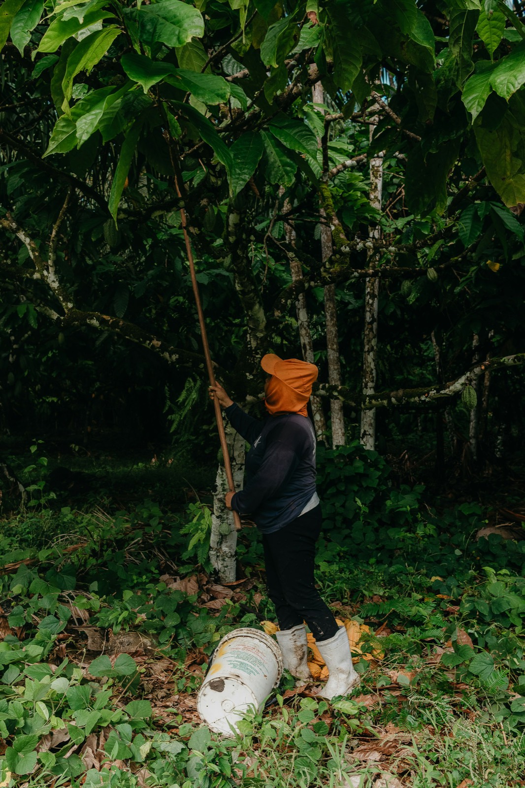 Agricultural work among cocoa trees